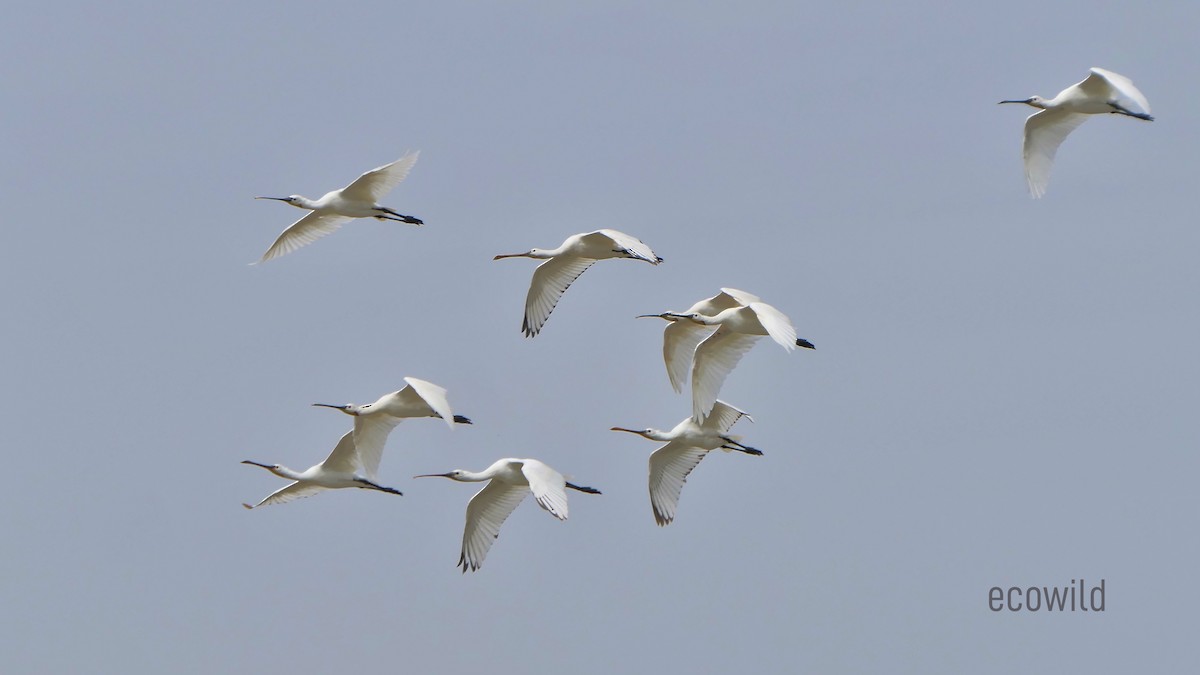 Eurasian Spoonbill - ML622107778