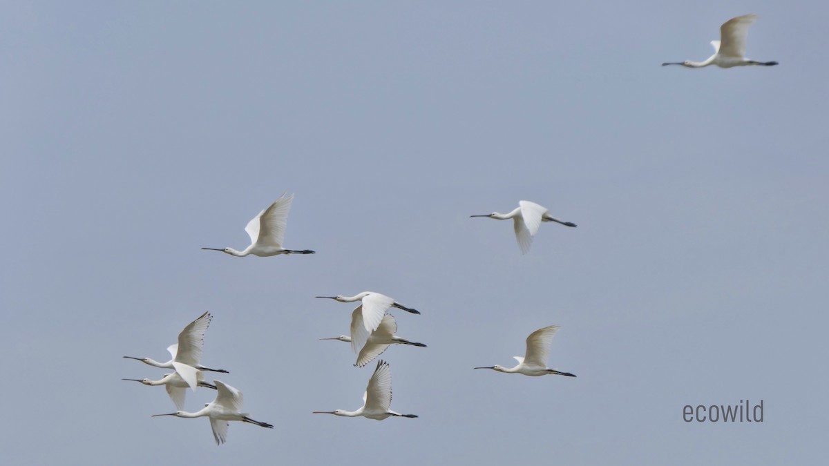 Eurasian Spoonbill - ML622107780