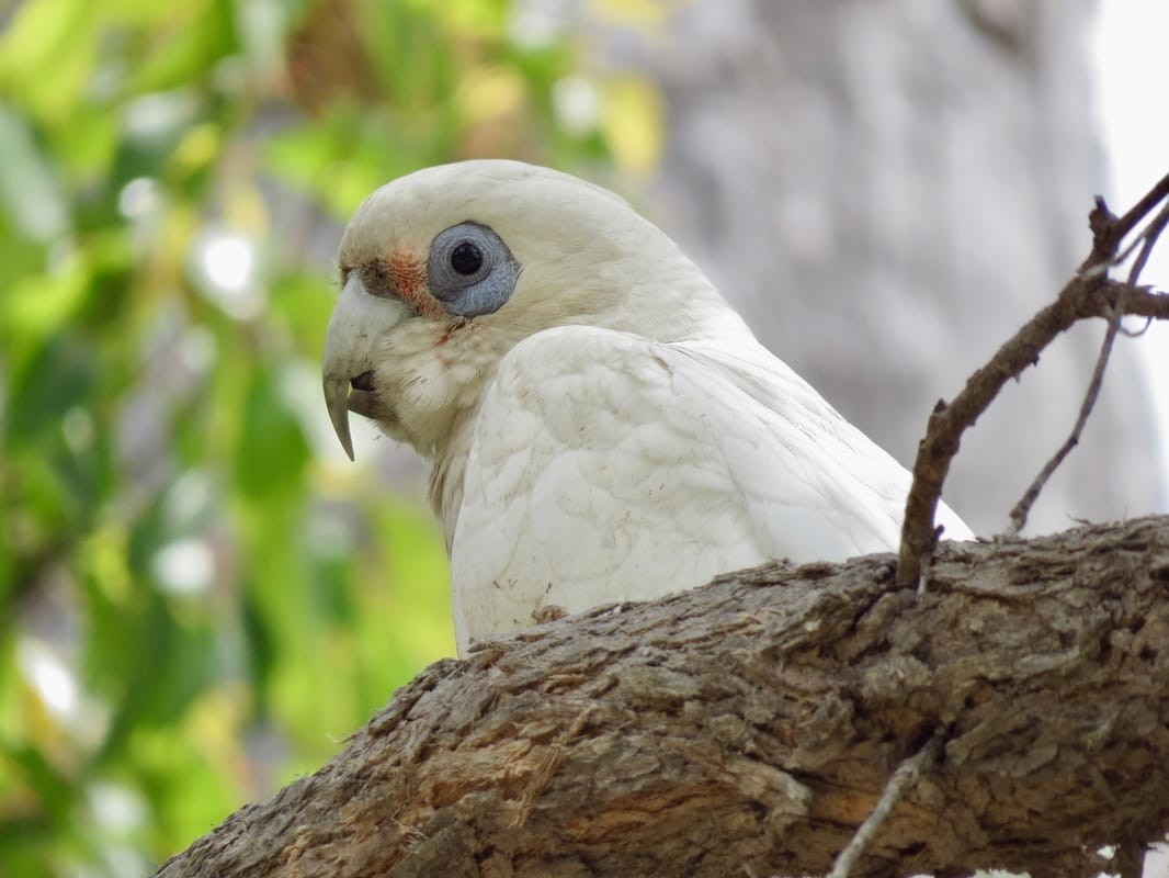 Western Corella - ML622107781