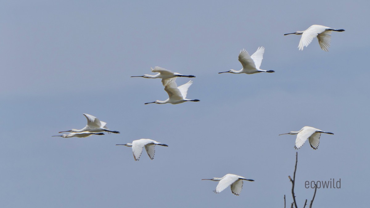 Eurasian Spoonbill - Mohan Raj K.