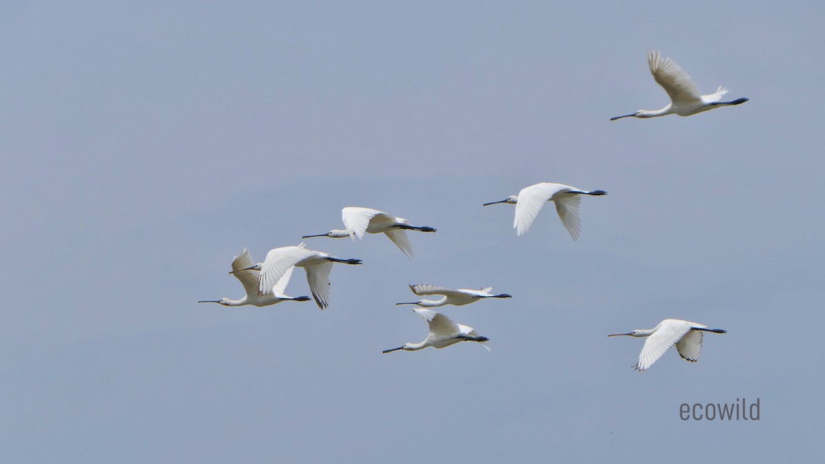 Eurasian Spoonbill - ML622107783