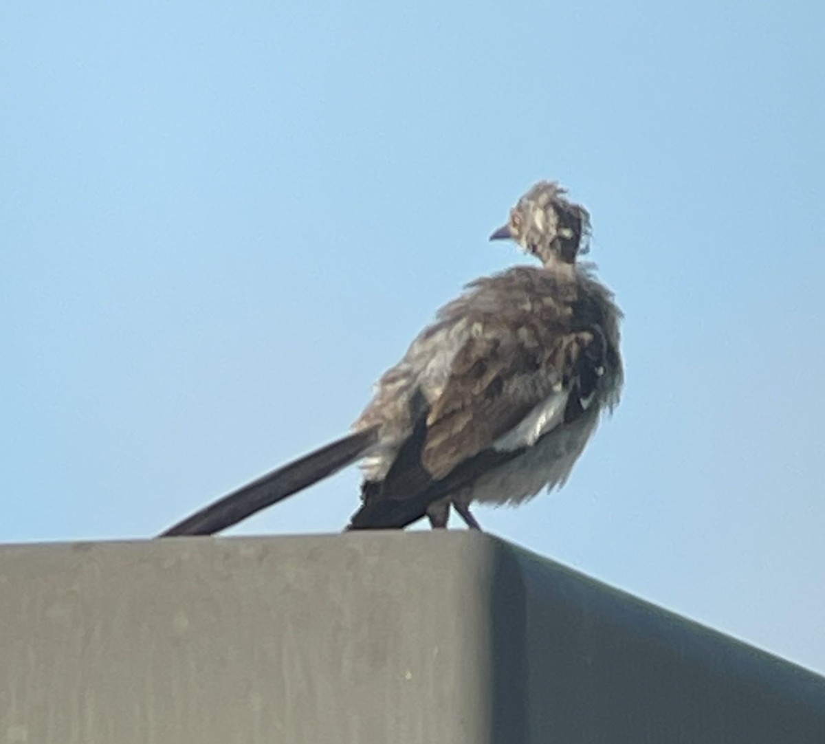 Northern Mockingbird - ML622107784