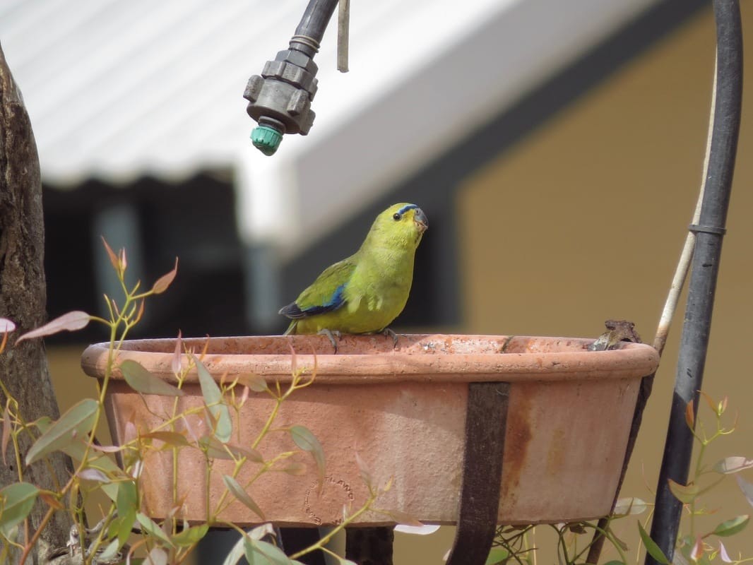 Elegant Parrot - Anonymous