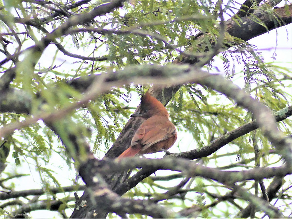 Brown Cacholote - ML622107789