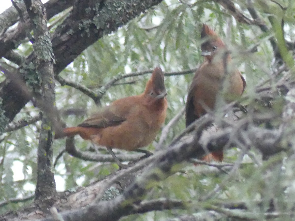 Brown Cacholote - ML622107790