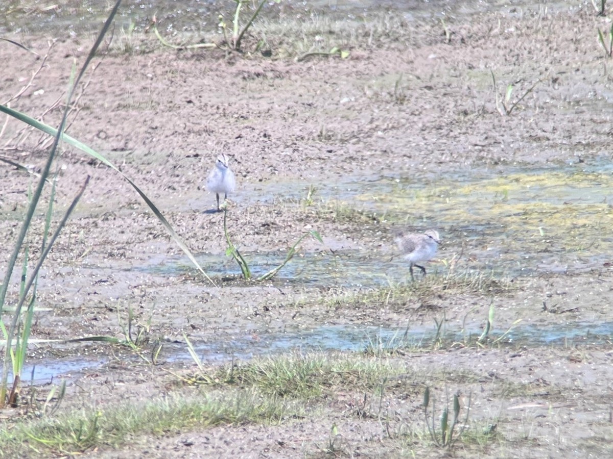 Spotted Sandpiper - ML622107791