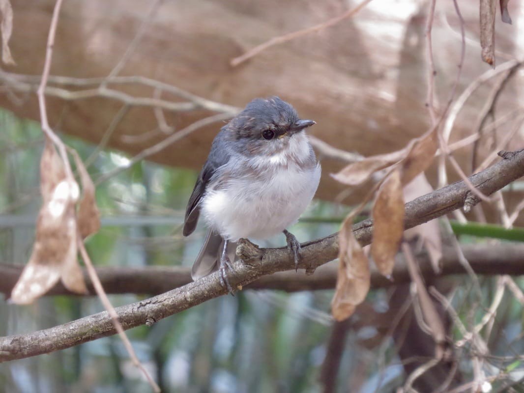 White-breasted Robin - ML622107793