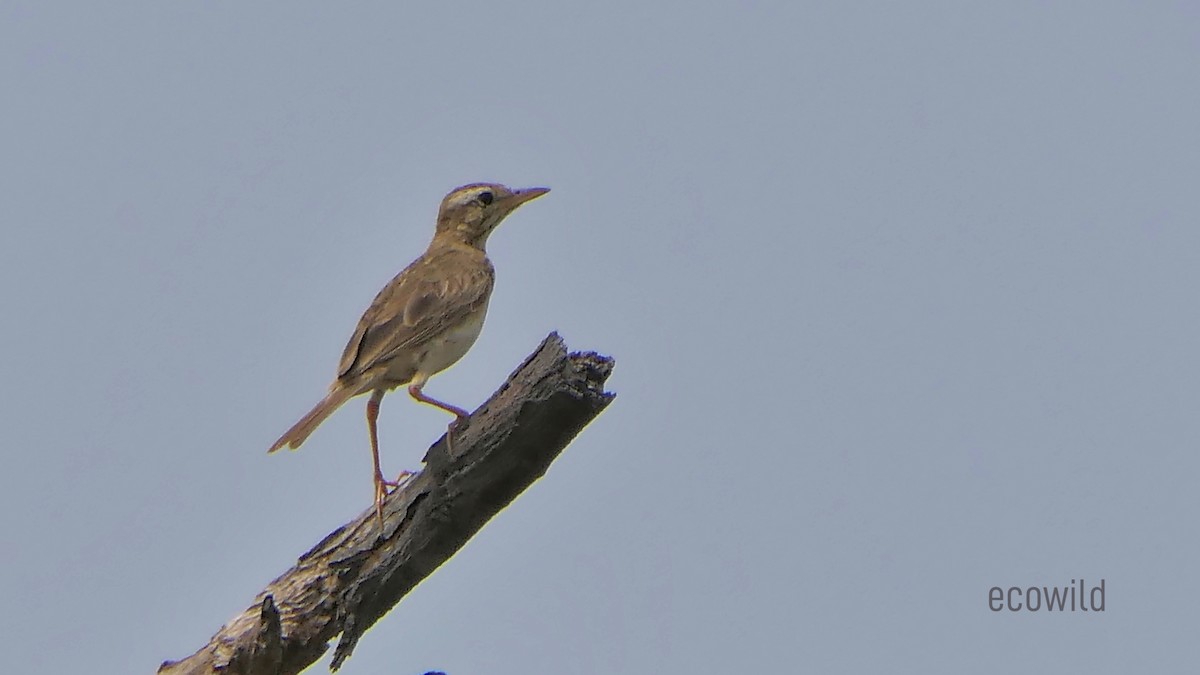 Paddyfield Pipit - ML622107796