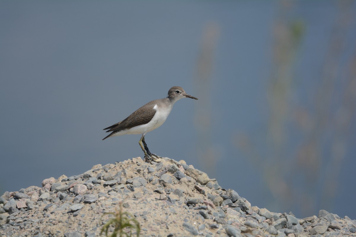 Solitary Sandpiper - ML622107797