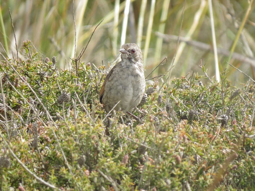 Western Bristlebird - ML622107798