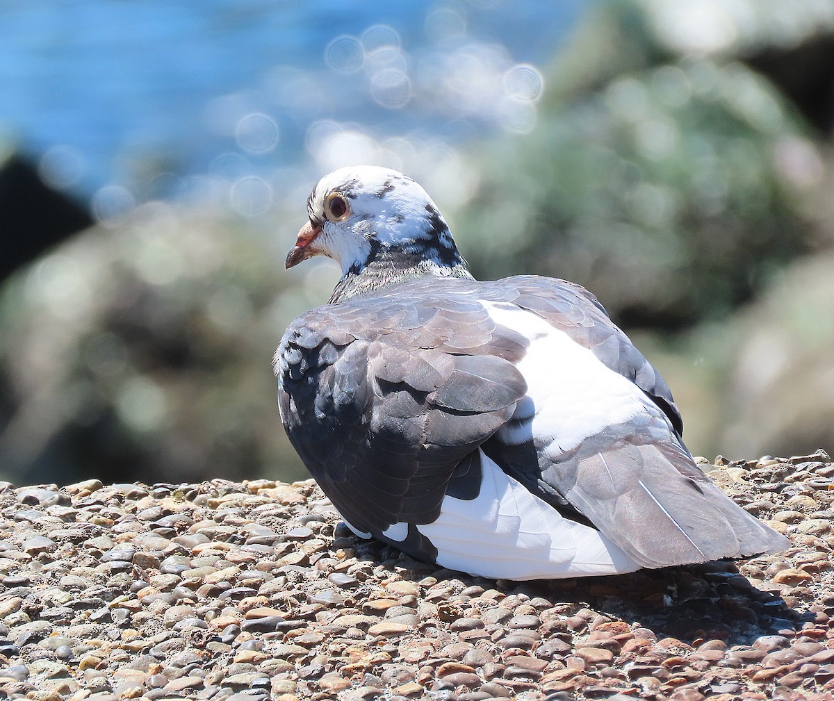 Pigeon biset (forme domestique) - ML622107799