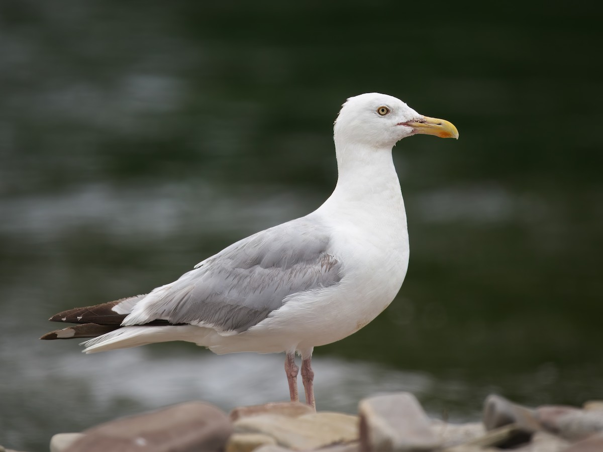 Herring Gull - ML622107805