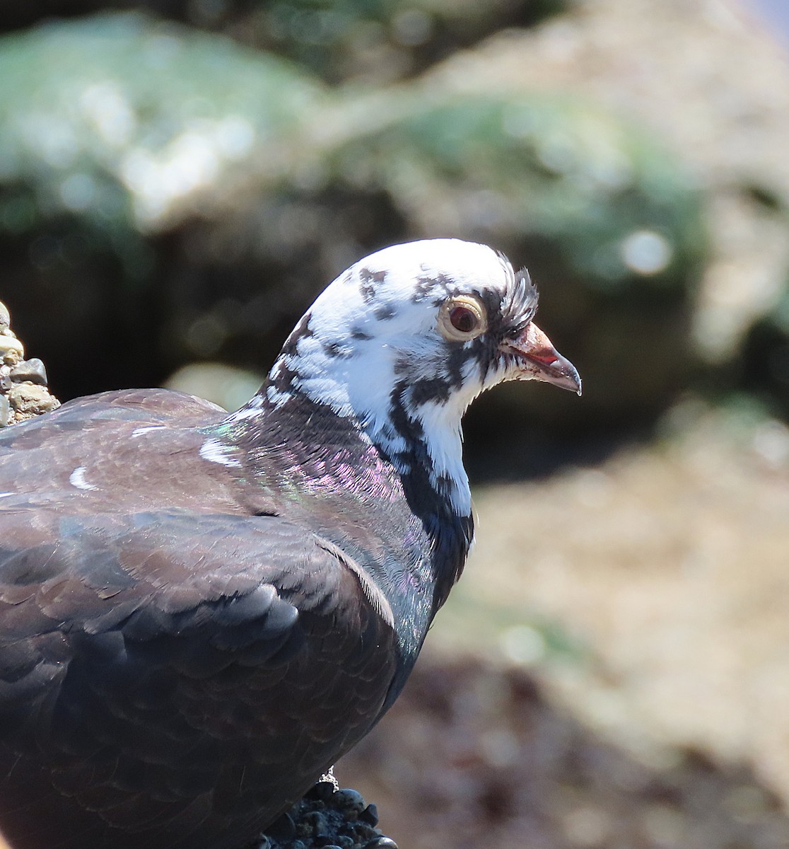 Rock Pigeon (Feral Pigeon) - ML622107806