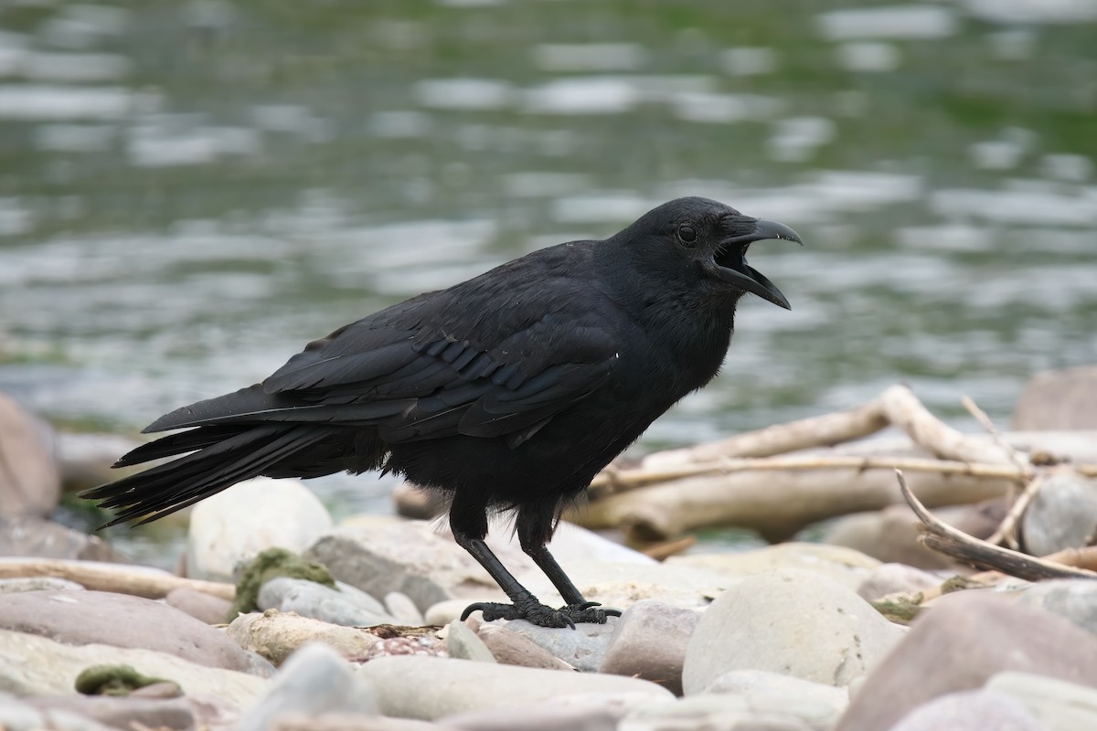 Fish Crow - ML622107807