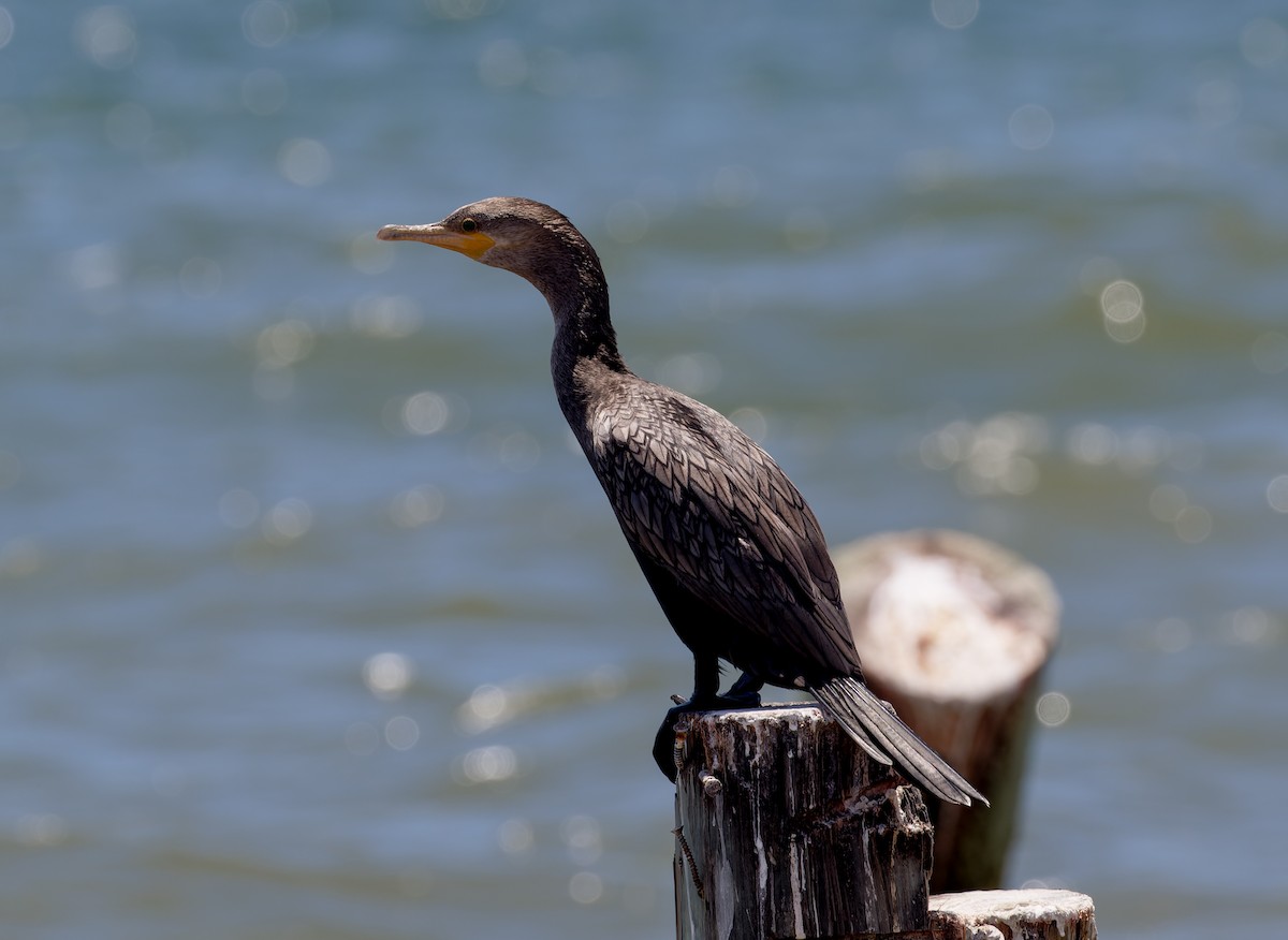 Neotropic Cormorant - ML622107809