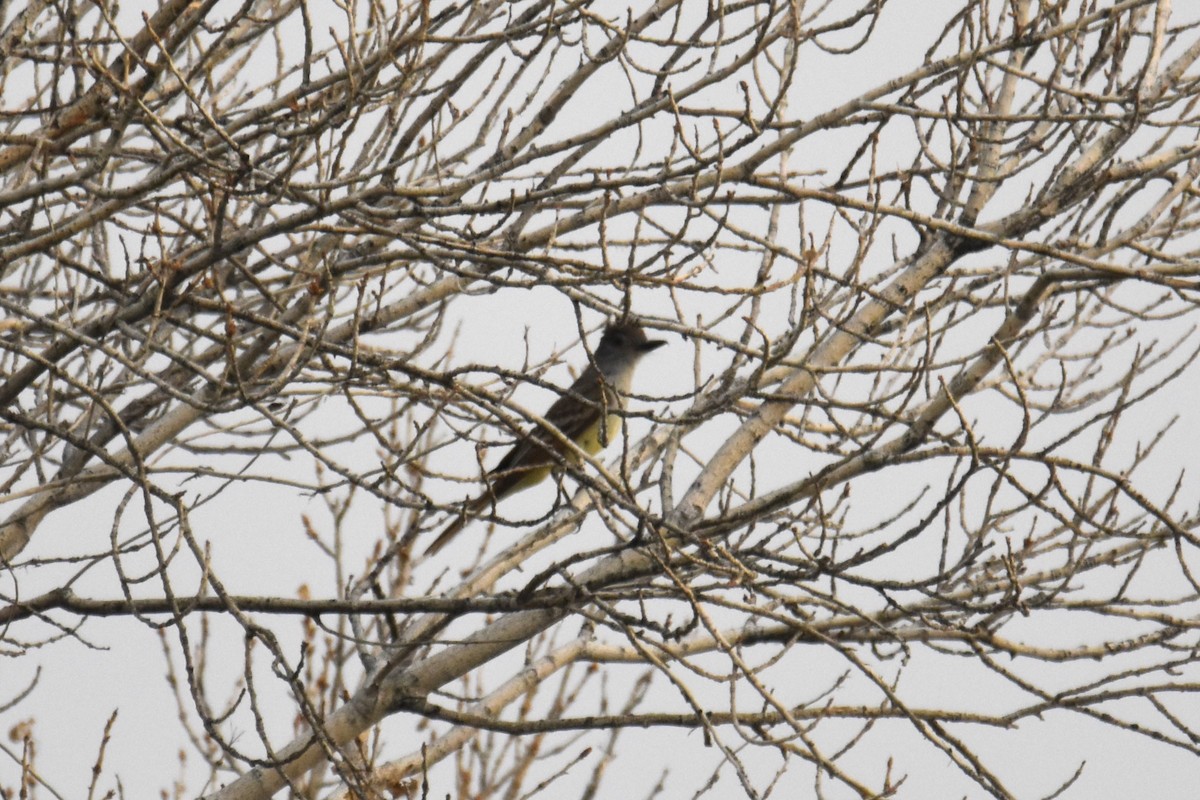 Brown-crested Flycatcher - ML622107811