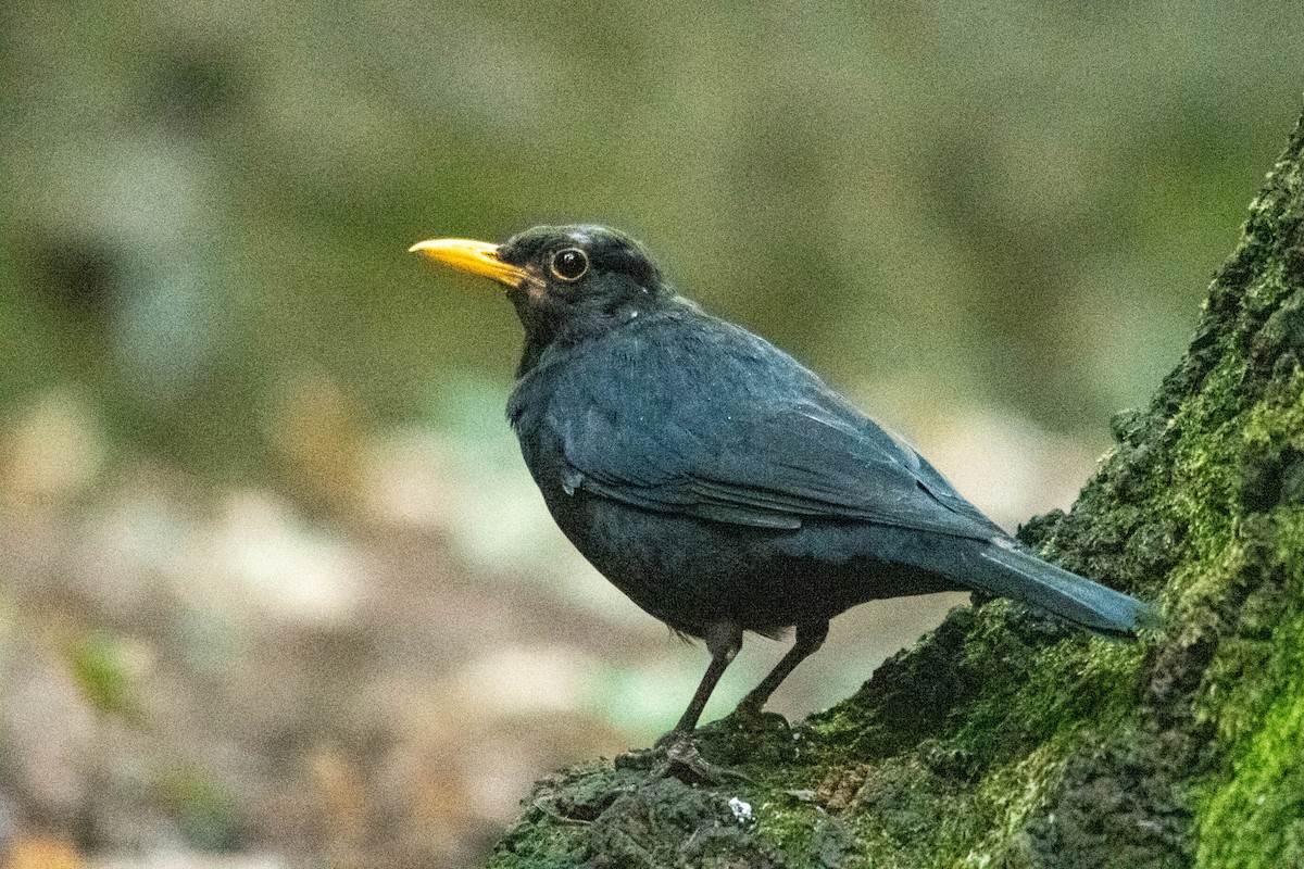 Eurasian Blackbird - ML622107812