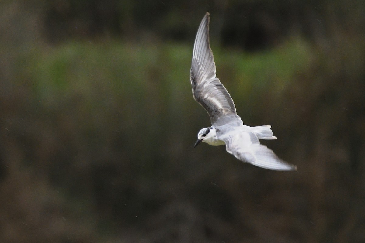 Whiskered Tern - Alexandre Terrigeol