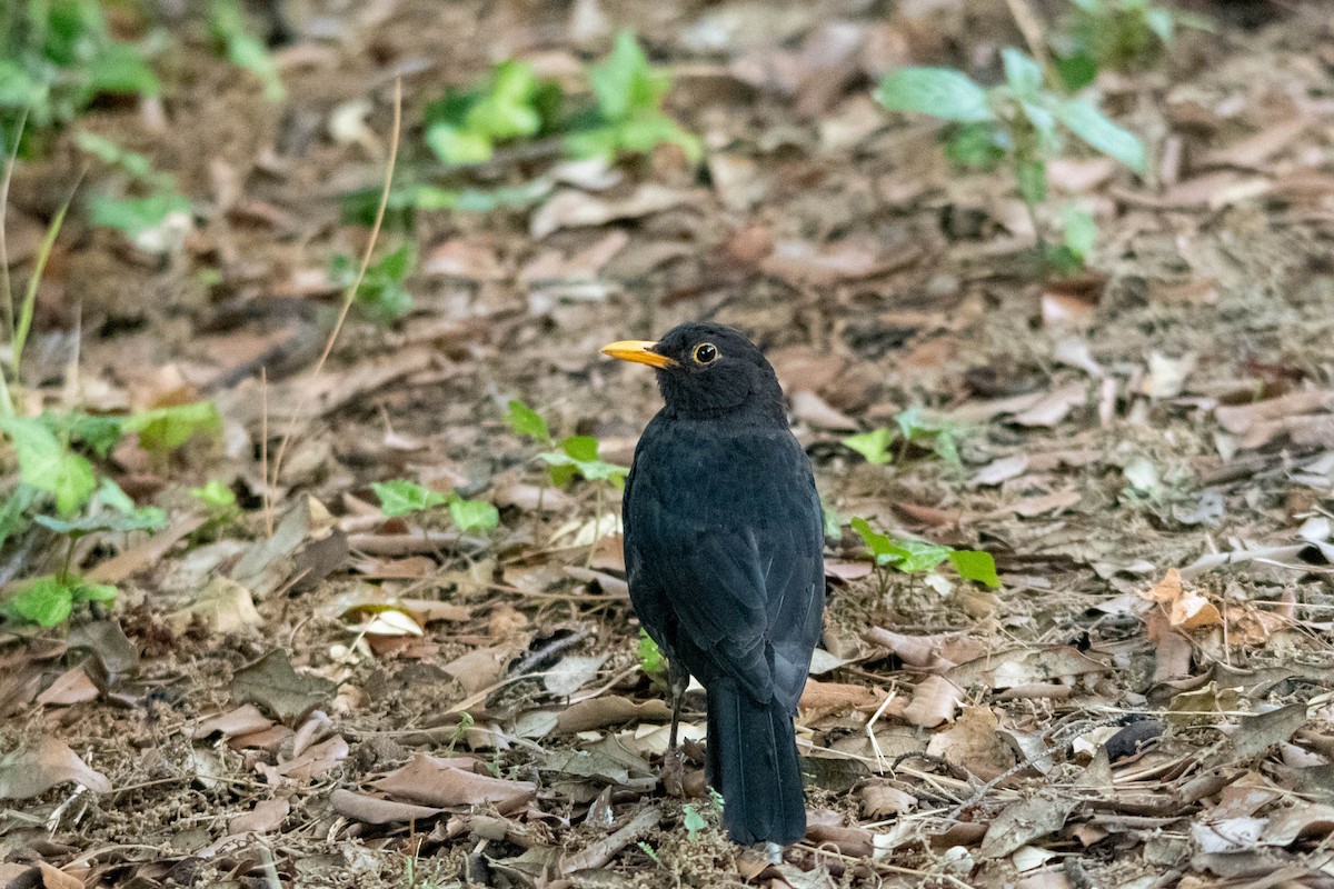 Eurasian Blackbird - ML622107823