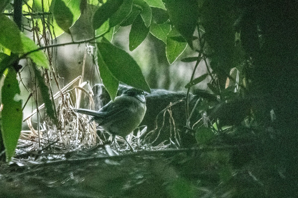 Great Tit - ML622107824