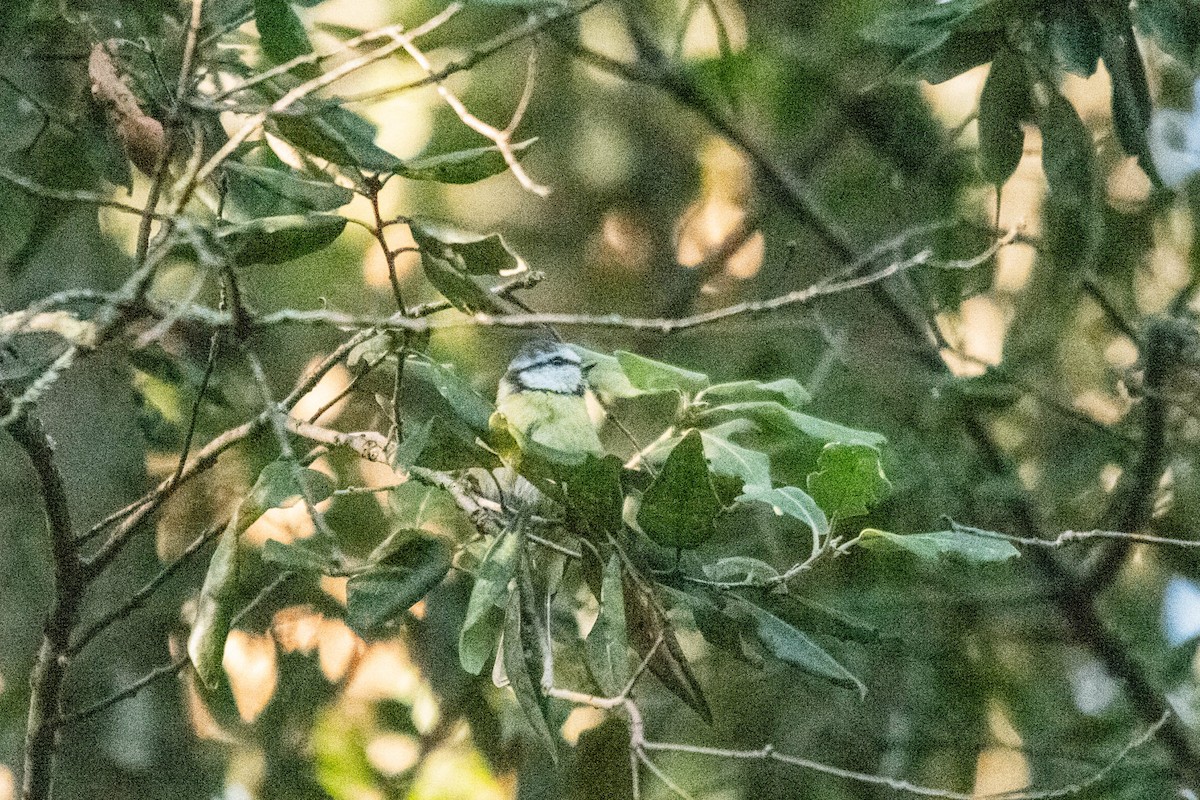 Eurasian Blue Tit - ML622107825