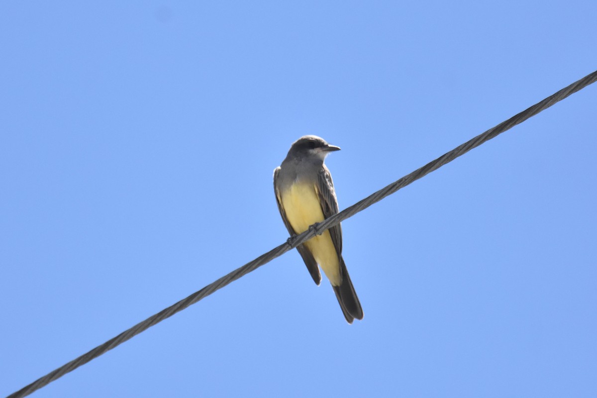 Cassin's Kingbird - ML622107826