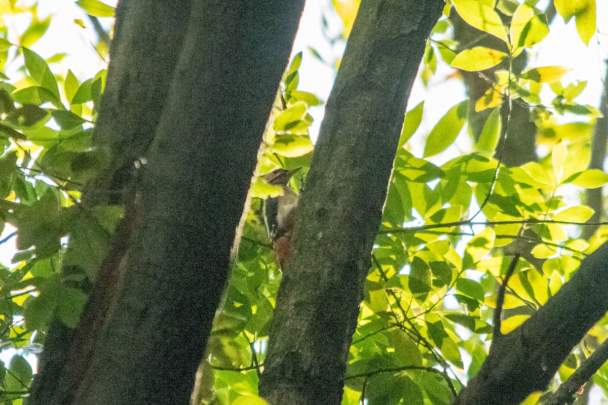 Great Spotted Woodpecker - ML622107827