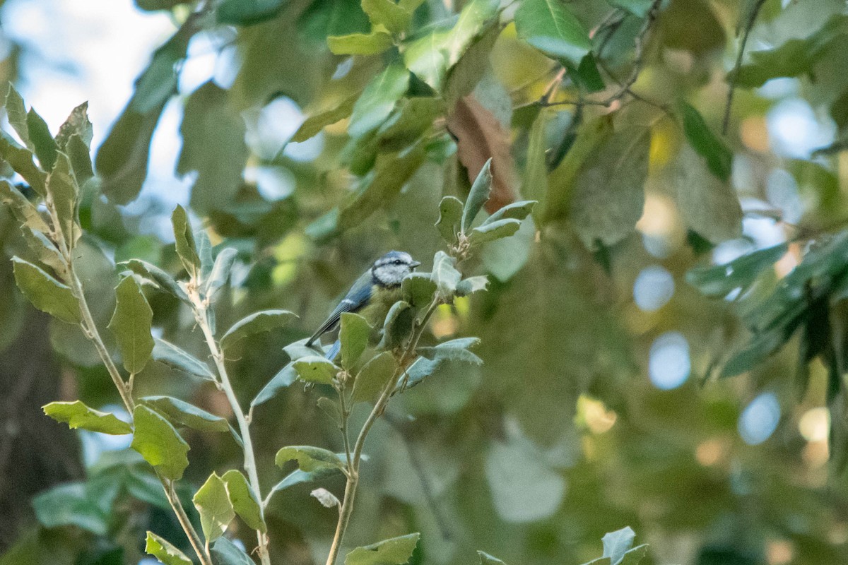 Eurasian Blue Tit - Jean-Daniel Fiset