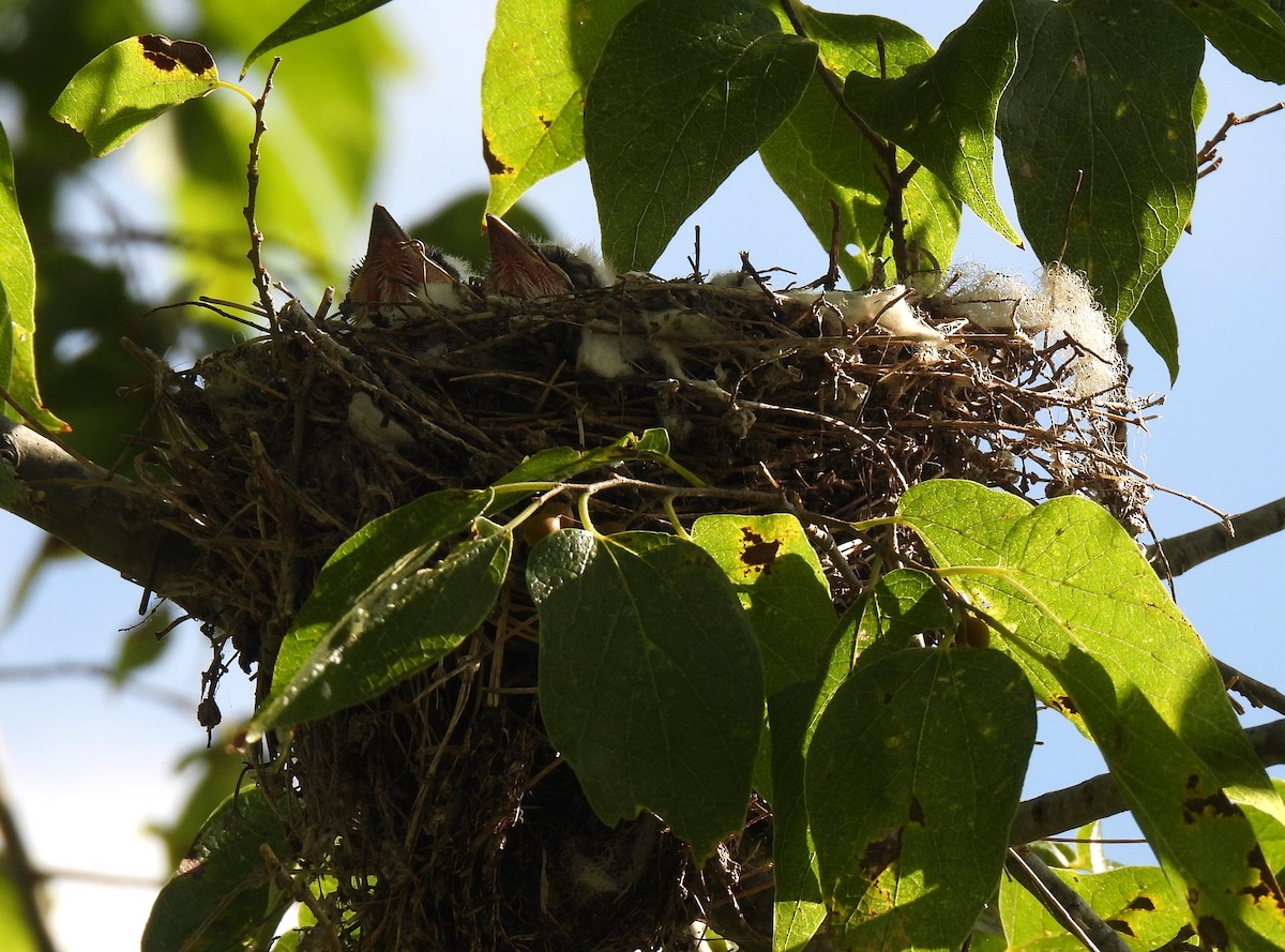 Scissor-tailed Flycatcher - Shelia Hargis