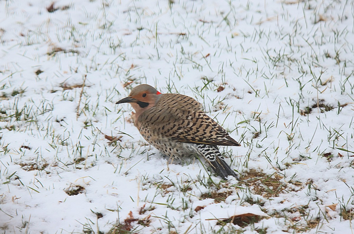 Northern Flicker - Sylvain Lépine