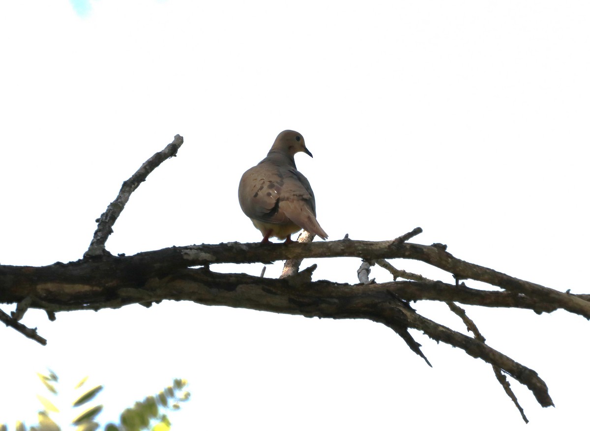 Mourning Dove - Charlotte Croshaw