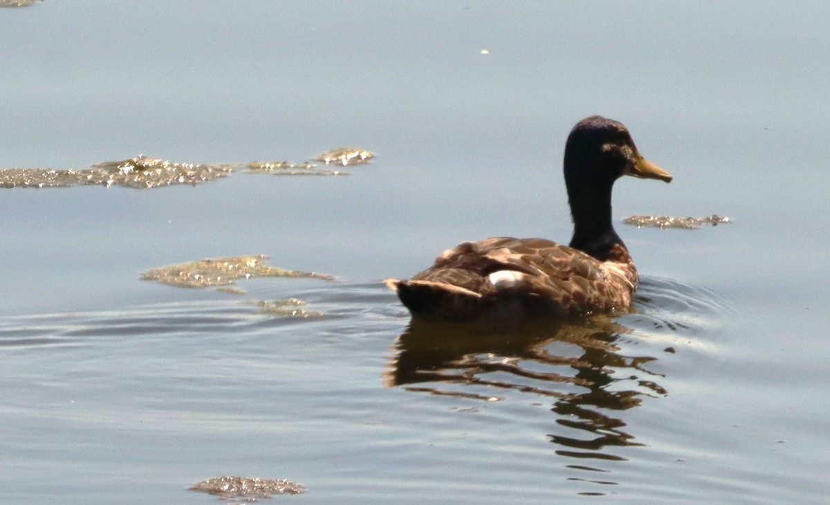 Canard colvert (forme domestique) - ML622107857