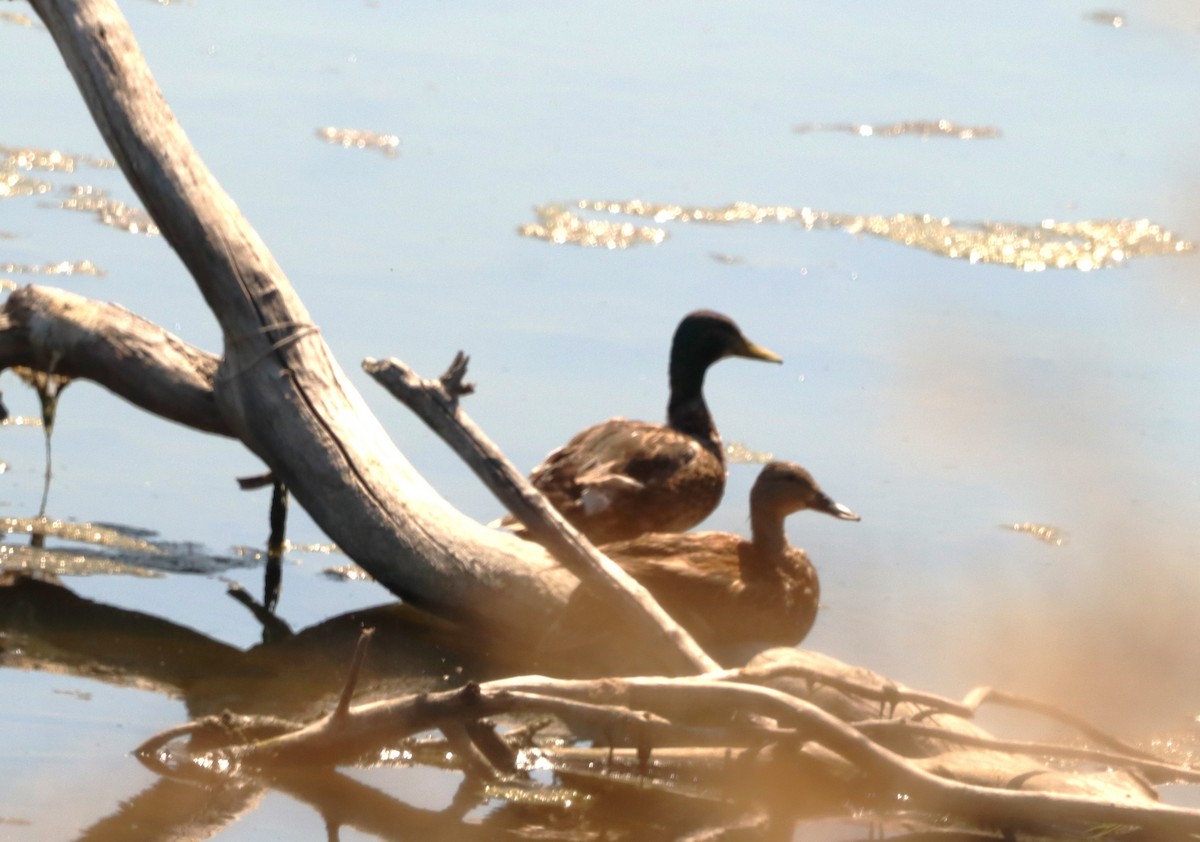 Canard colvert (forme domestique) - ML622107858