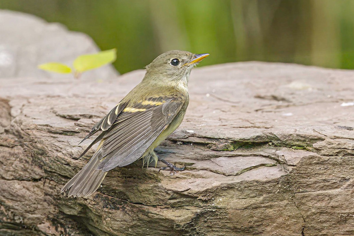 Alder Flycatcher - ML622107863