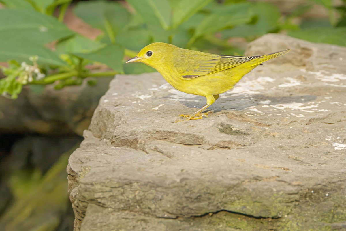 Northern Yellow Warbler - ML622107873