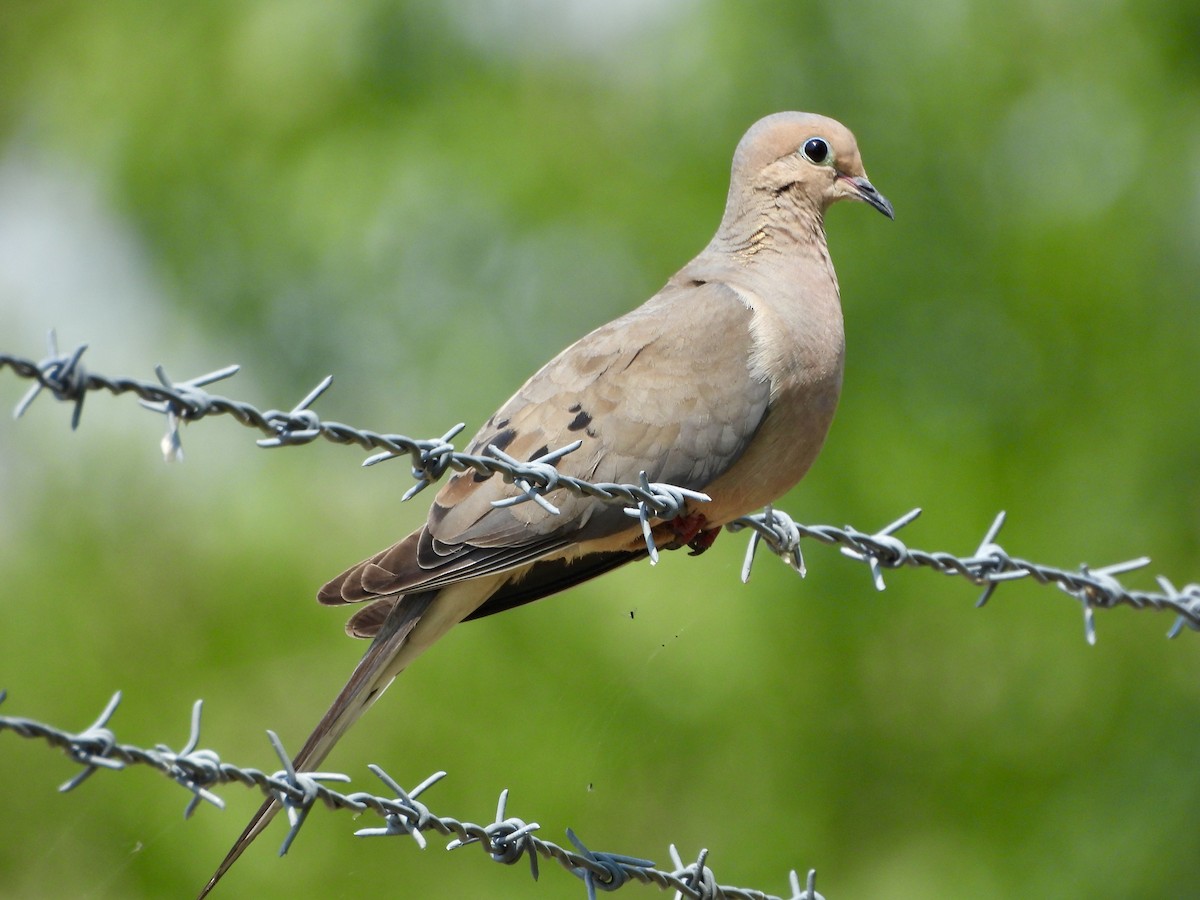 Mourning Dove - ML622107960