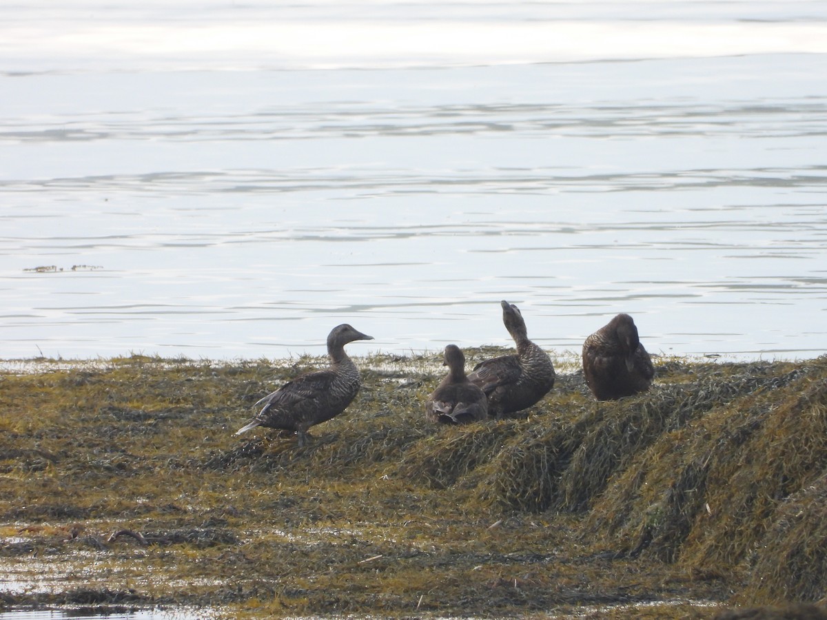 Common Eider - ML622107963