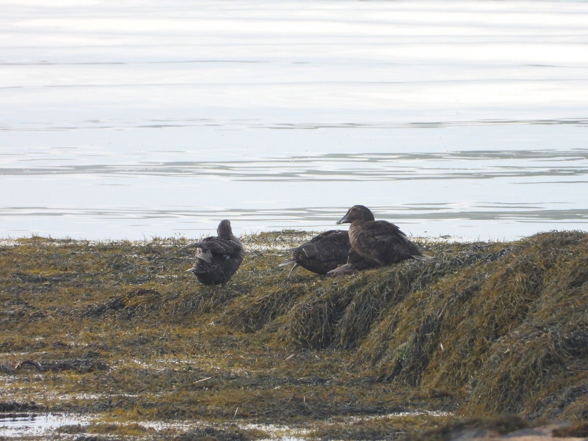 Common Eider - ML622107964