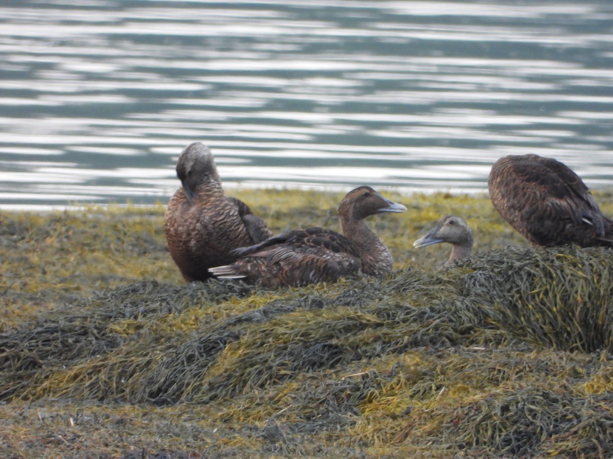 Common Eider - ML622107965