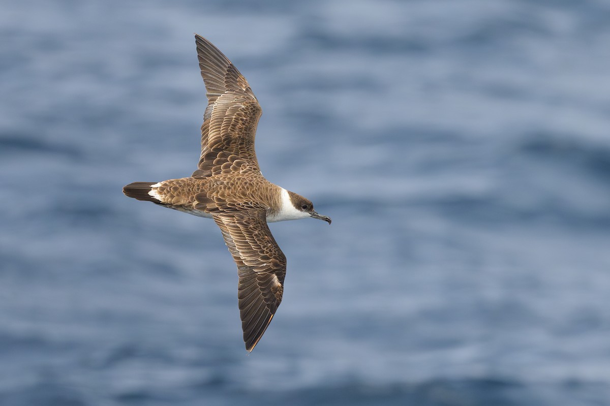 Great Shearwater - ML622107975