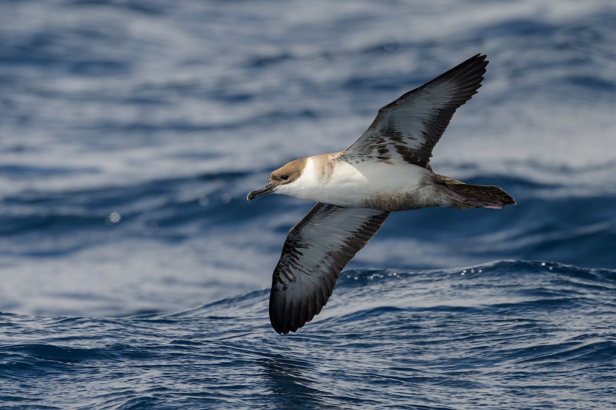 Great Shearwater - ML622107977