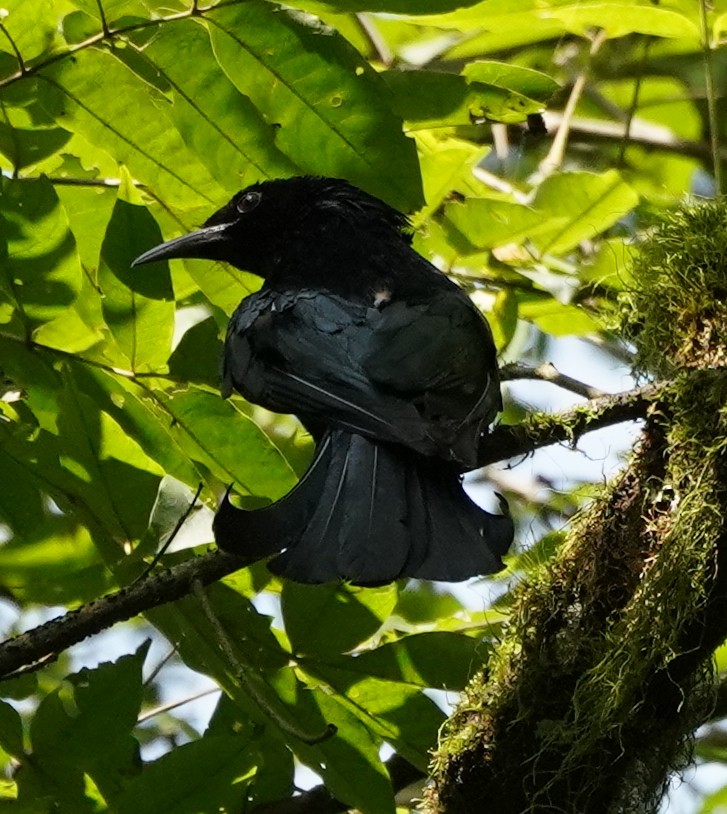 Hair-crested Drongo - ML622107980