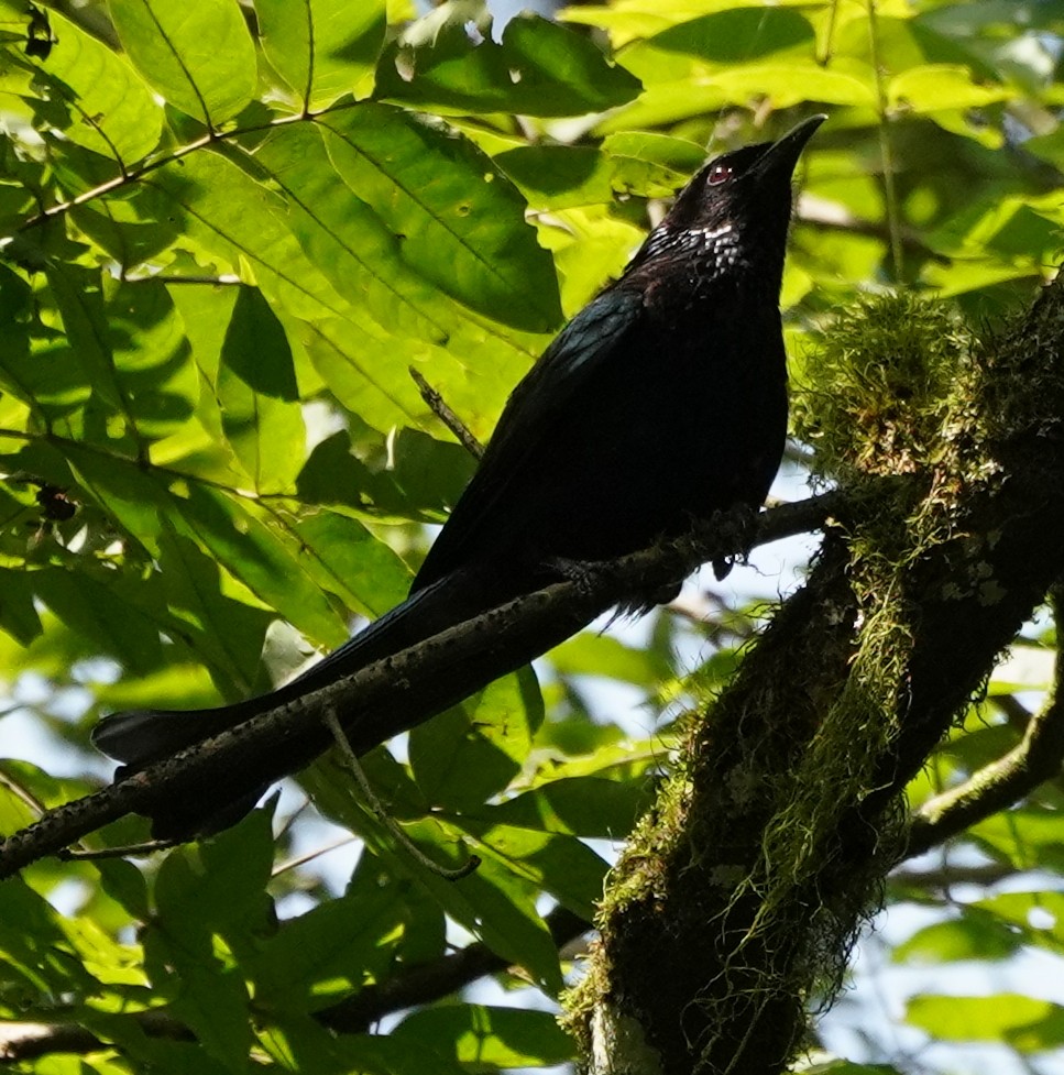 Hair-crested Drongo - ML622107981