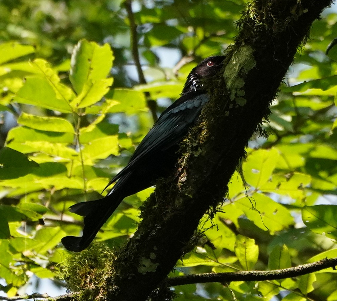 Hair-crested Drongo - ML622107982