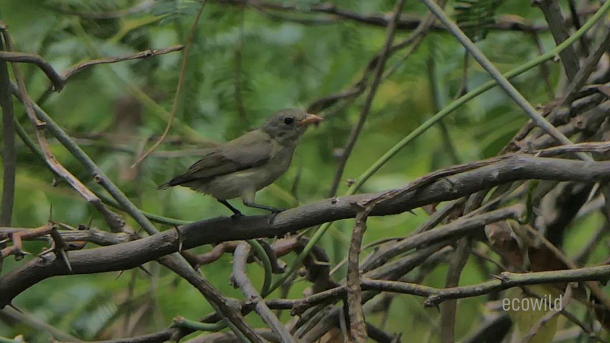 Pale-billed Flowerpecker - ML622107983