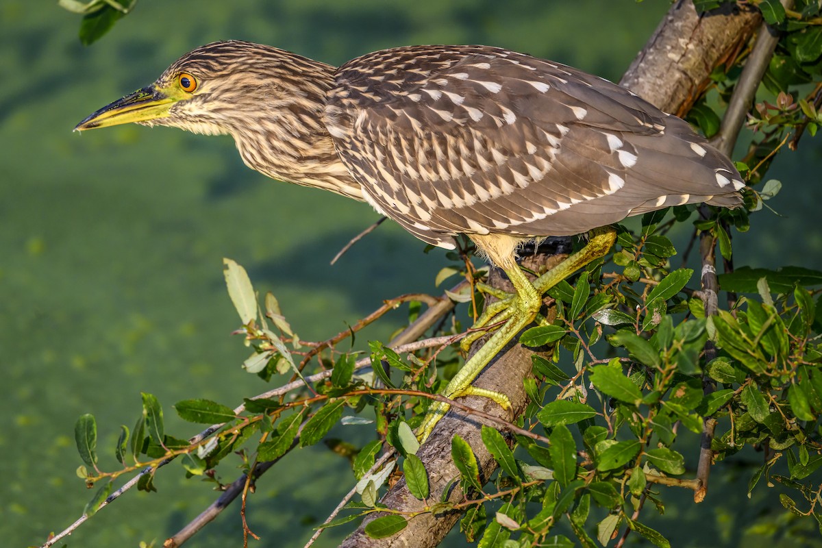 Black-crowned Night Heron - ML622107984