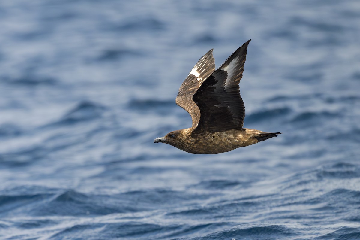 Great Skua - ML622107985