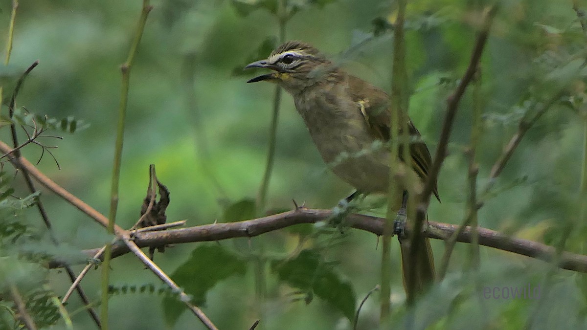 Yellow-billed Babbler - ML622107986