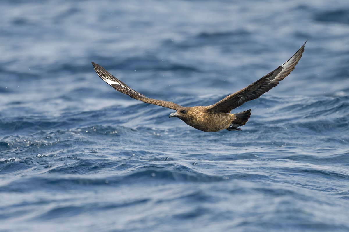 Great Skua - ML622107988