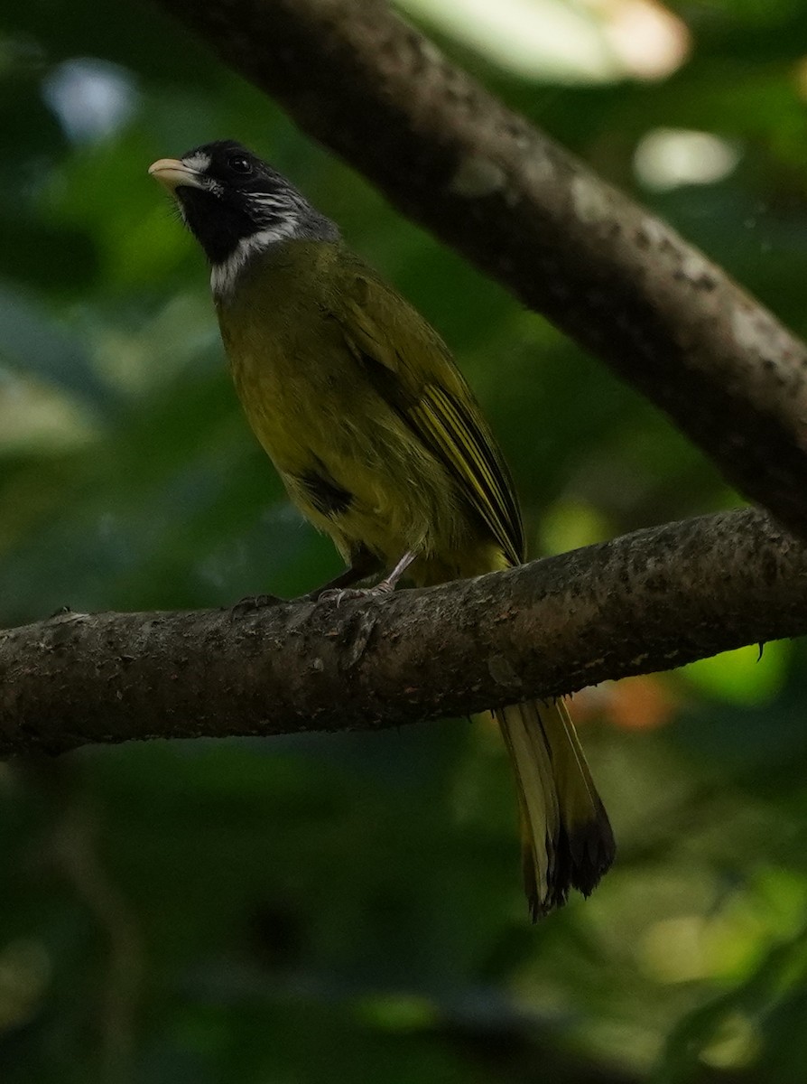 Collared Finchbill - ML622107989